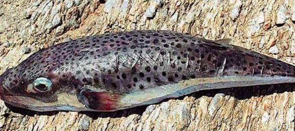 λαγοκεφαλος '  φονιας' 