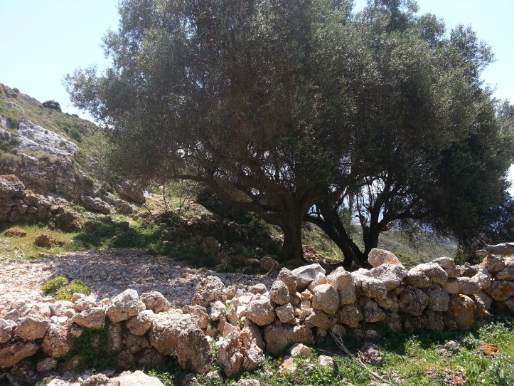 Μαντρι κατω απο φυλακια-20150425_091820 (18)