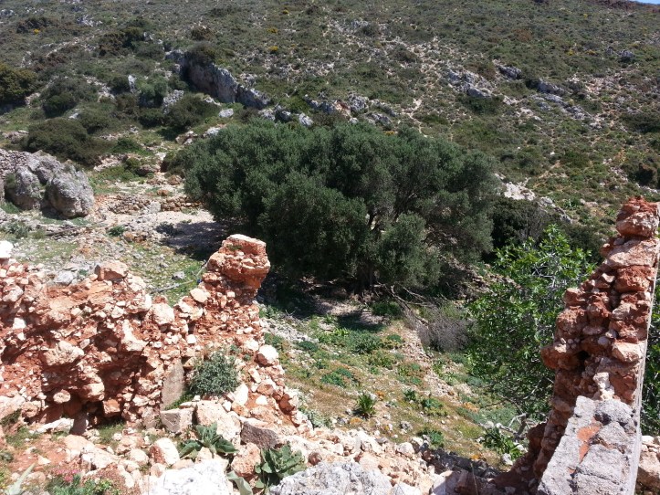 Μαντρι κατω απο φυλακια-20150425_091820 (6)